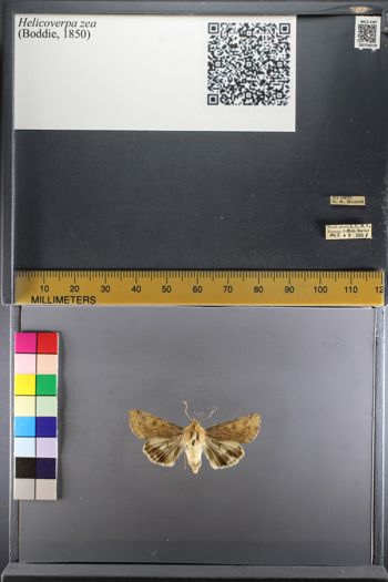 Media type: image;   Entomology 754519